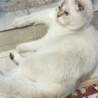 گربه اسکاتیش