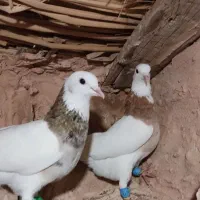طوقی هفترنگ نر . ماده زرد