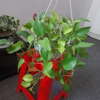 فروش گل خانگی باکیفیت وقیمت مناسب|گل و گیاه طبیعی|دهلران, |دیوار