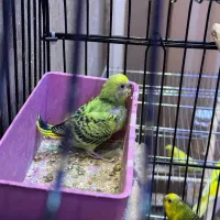 مرغ عشق مولد با جوجه