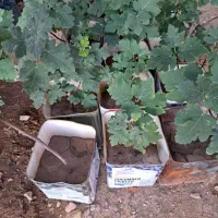 فروش نهال انجیر صدویک(خوداستهبان)|خدمات باغبانی و درختکاری|رونیز, |دیوار