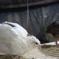 بلدرچین|حیوانات مزرعه|خمینیشهر, |دیوار