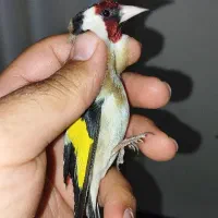 سهره مست