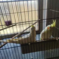 جفت عروس هلندی یک ساله آماده|پرنده|اهواز, فولاد|دیوار