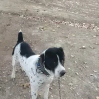 واگذاری سگ افغان