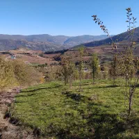 فروش باغ ۵۰۰۰ متری بهمراه زمین زعفران|فروش زمین و ملک کلنگی|دوزین, |دیوار