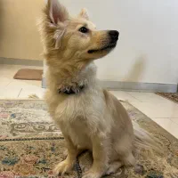 واگذاری رایگان