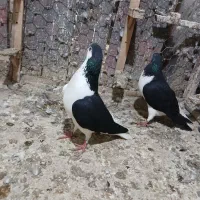 کفتر بوم حراج|حراج|مشهد, ایثار|دیوار