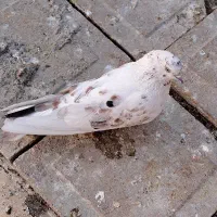 کبوتر|پرنده|سلماس, |دیوار