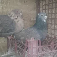 کبوترموشی نوک ریز طلایی سبز نقره ای|پرنده|شریف‌آباد, |دیوار