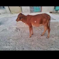 گوساله ماده