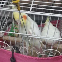 جفت عروس هلندی با قفس