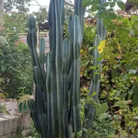 کاکتوس پریانوس
