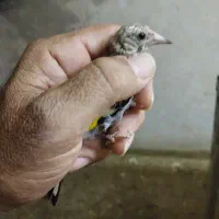 جوجه سهره