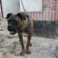 یک جفت سگ نژاد باکستر * مولد*|سگ|مشهد, چهارچشمه|دیوار