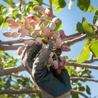 زمین کشاورزی درخت پسته تربت جام