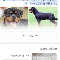 معاوضه توله سگ روتوایلر نر با توله سگ ژرمن شپرد نر|سگ|کرمانشاه, |دیوار