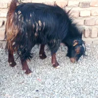 گوسفند نر  تفتان