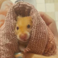 همستر های سالم و بازیگوش