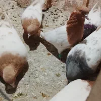 کله زرد سرخ سبز