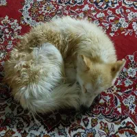 سگ پیدا شده|حیوانات|آمل, |دیوار