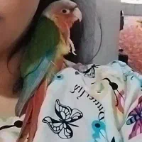 گمشده طوطی گرینچیک