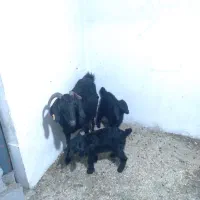 ده عدد بزشیری|حیوانات مزرعه|ملایر, |دیوار