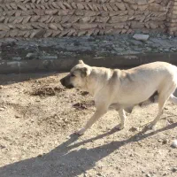 سگ سراب ماده