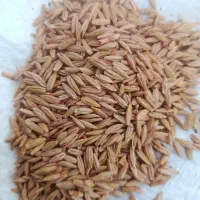 جو دیم کردی