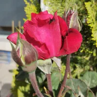 مسافر با سواری دربستی.پژو پارس