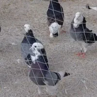 فروش کبوتر پرشی