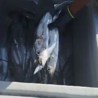 ناخدا هستم همراه ۳تا جانشو|ماهیگیری|بندرعباس, |دیوار