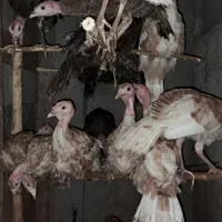 بوقلمون|حیوانات مزرعه|سنگر, |دیوار