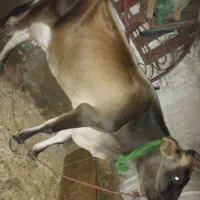 یه راس گاو شیرده