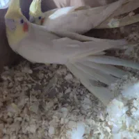 جفت عروس هلندی|پرنده|حمیدیه, |دیوار