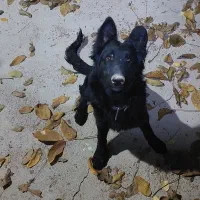 واگذاری توله ۴ ماهه ژرمن