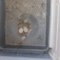 عرس هلندی جفت|پرنده|طبس, |دیوار