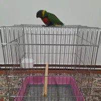 طوطی لوریکیت|پرنده|تهران, باشگاه نفت|دیوار