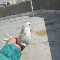 کفتر چشم نوک سفید نر