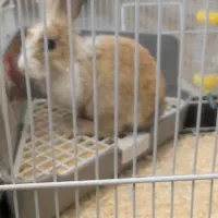 خرگوش به همراه قفس وملزومات|موش و خرگوش|تهران, هفت چنار|دیوار