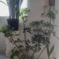 گل شلفرا