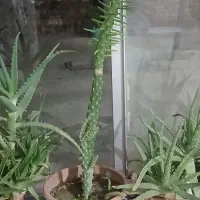 گل طبیعی با گلدان حراج دونه ای 90تومن|گل و گیاه طبیعی|سلماس, |دیوار