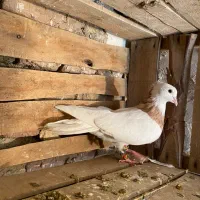 طوقی زرد نر خالدار|پرنده|میاندوآب, |دیوار