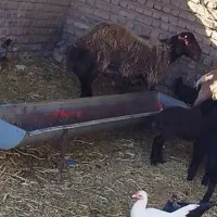بره‌قوچ‌‌همو‌دو