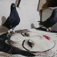 کبوتر پرنده