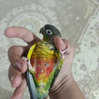 گرین چیک فول اهلی سخن گو|پرنده|عجب شیر, |دیوار