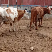 گاوشیری سیمینتال رد فاکتور