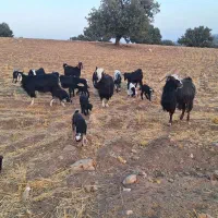 نه عدد بزابی