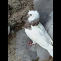 کبوتر