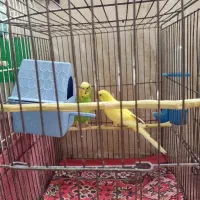 سه جفت مرغ عشق سالم وسرحال مولد|پرنده|شاهین دژ, |دیوار